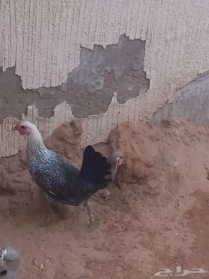 دجاج وديك 2