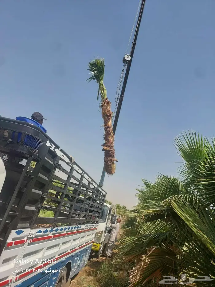 توريد وزراعه النخيل والثيل اعمال شبوك وشبكات الري 1