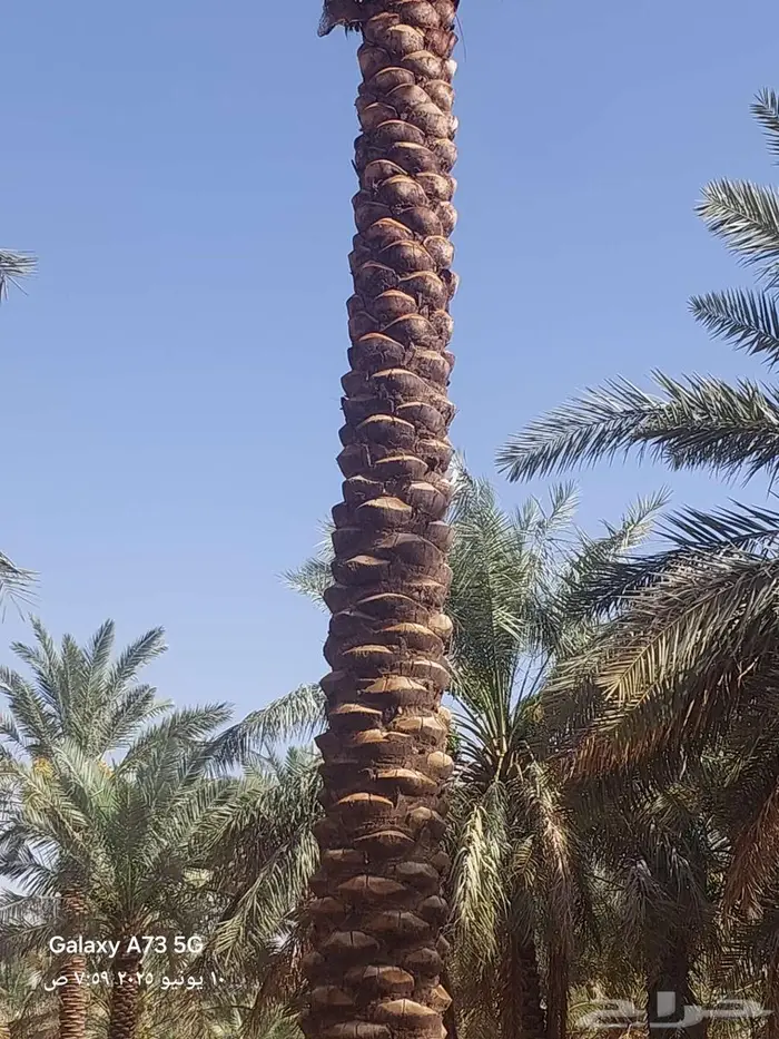 توريد وزراعه النخيل والثيل اعمال شبوك وشبكات الري 0