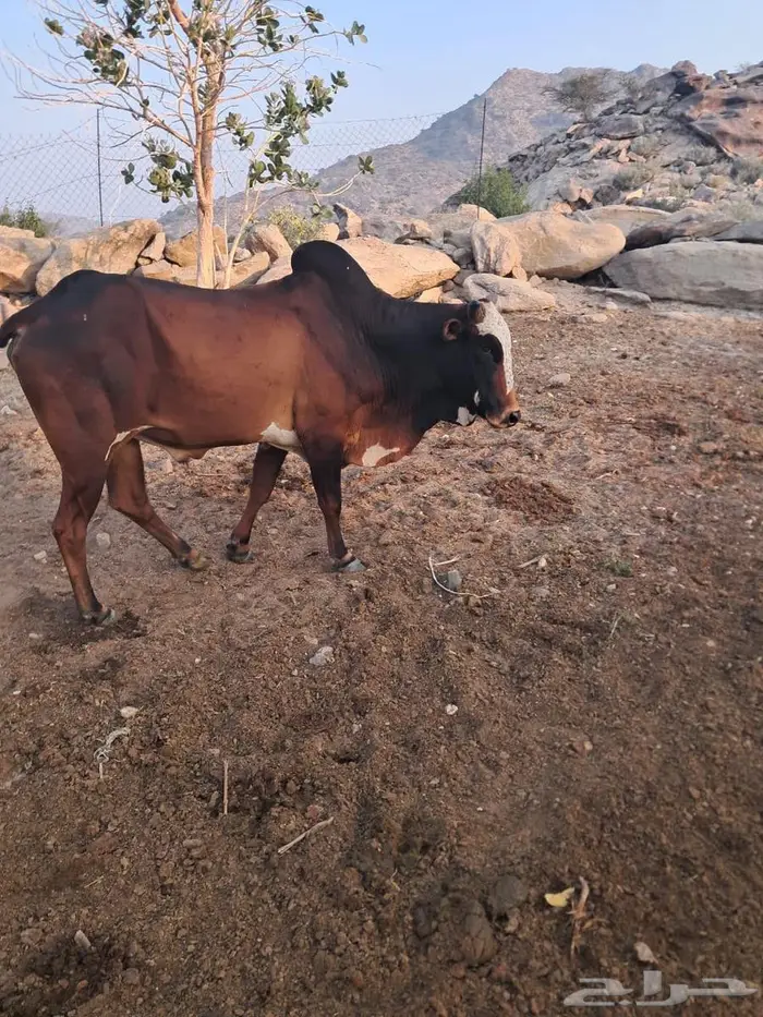 ثور بلدي سمين 0