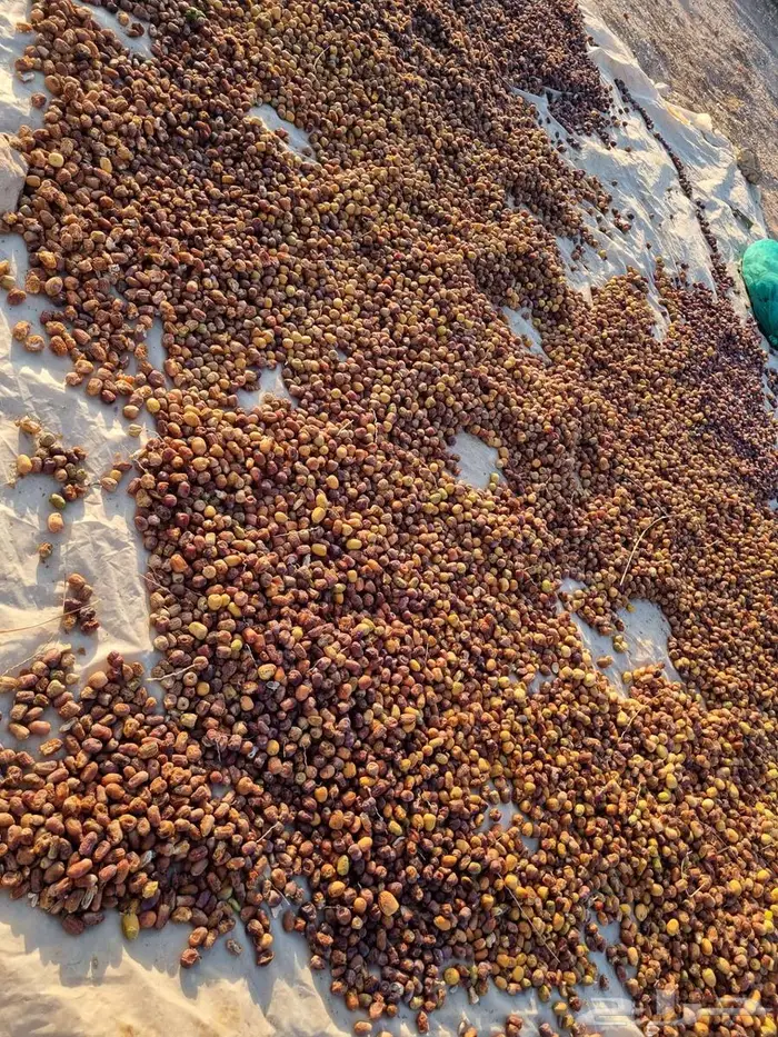 تمر علف للحلال 1