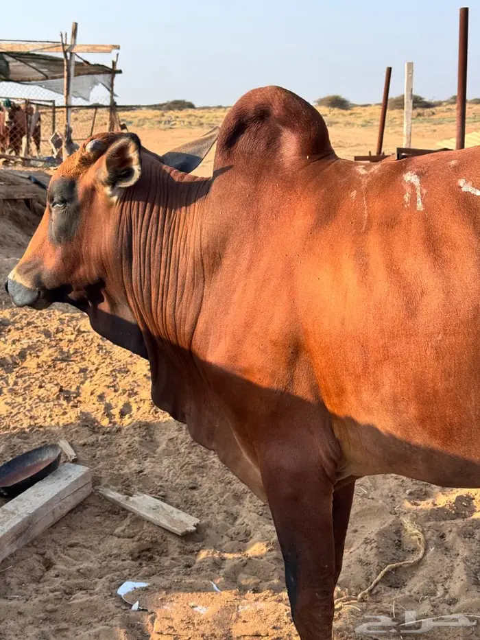 للبيع بقره واثنين حسلان 3