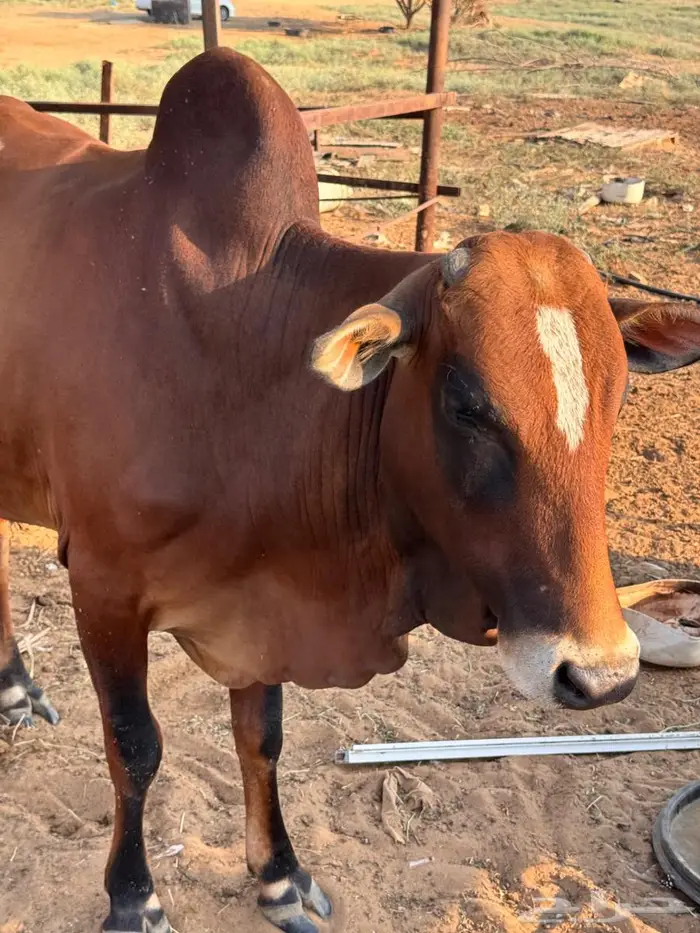 للبيع بقره واثنين حسلان 0