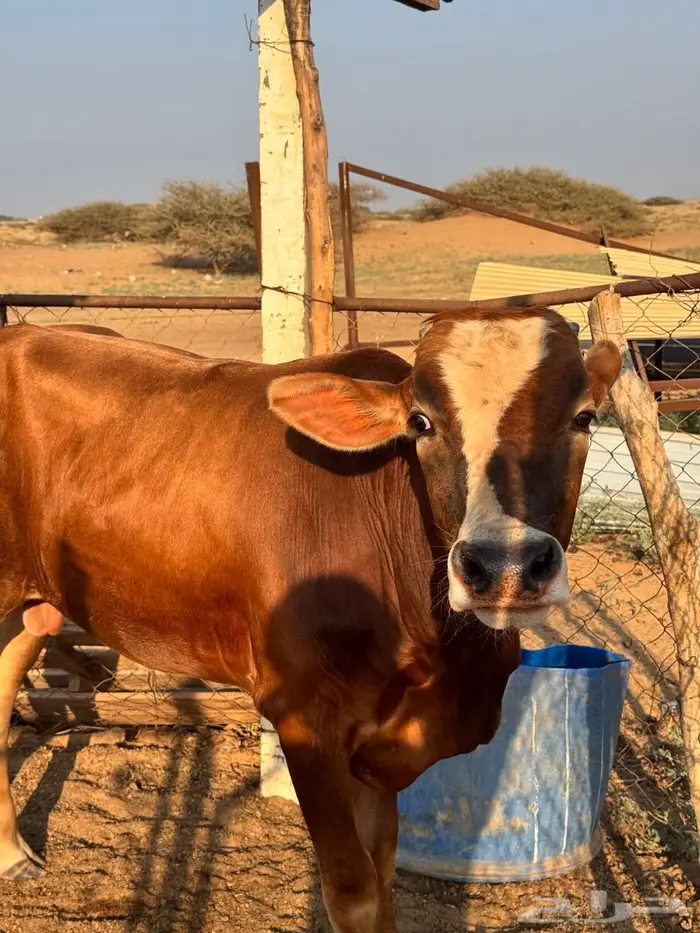 للبيع بقره واثنين حسلان 2