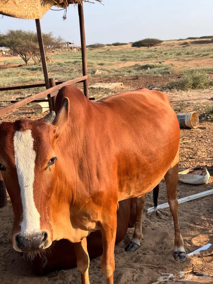 للبيع بقره واثنين حسلان 4
