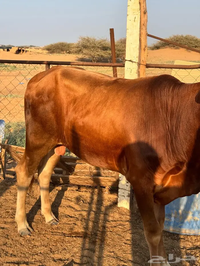 للبيع بقره واثنين حسلان 1