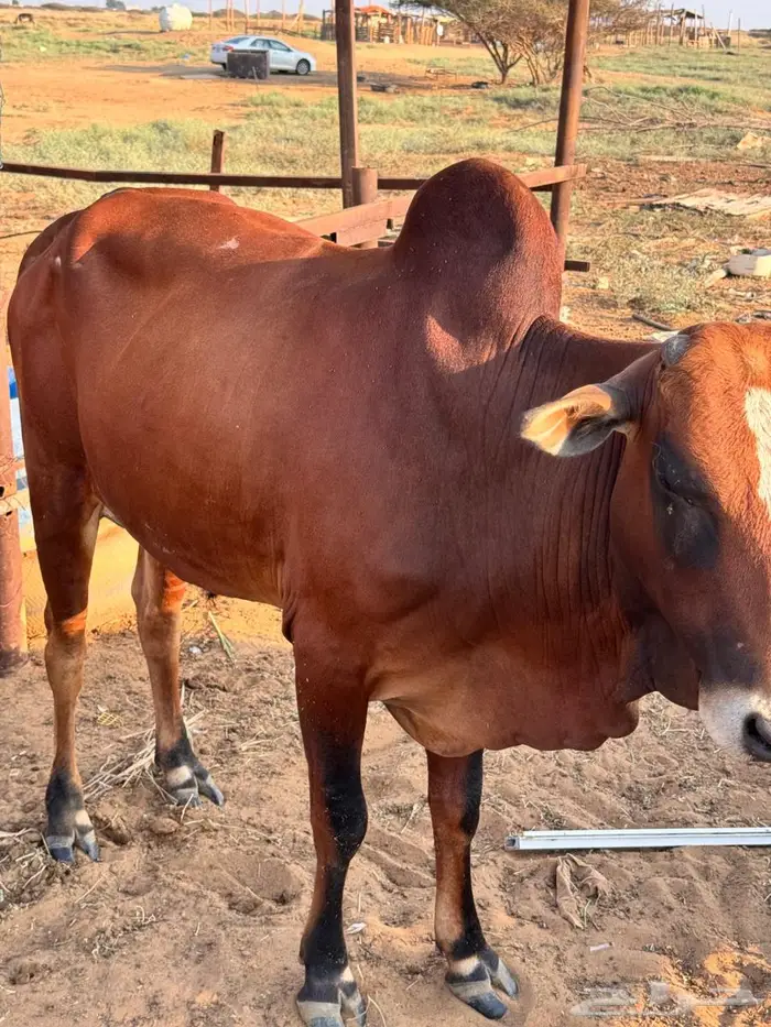 للبيع بقره واثنين حسلان 5