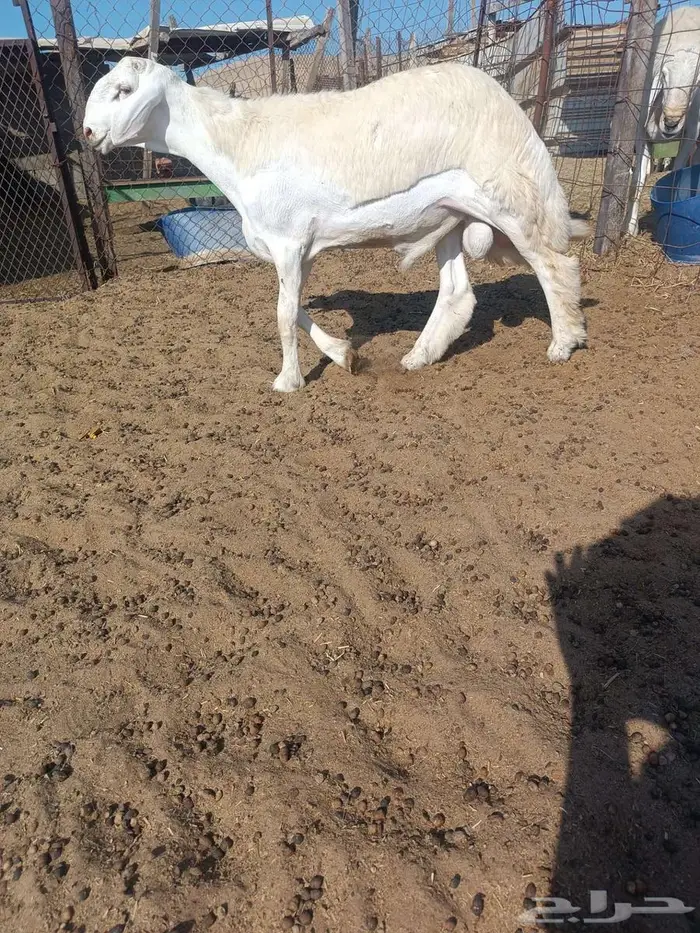 مشروع فحل حري صنف في أملج -الحد موجود 1