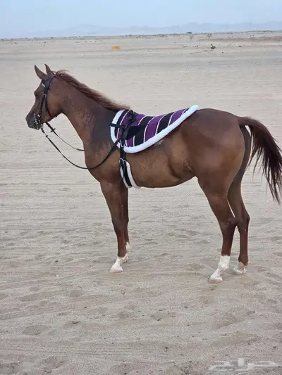 لبادات ركوب خيل جديدة index