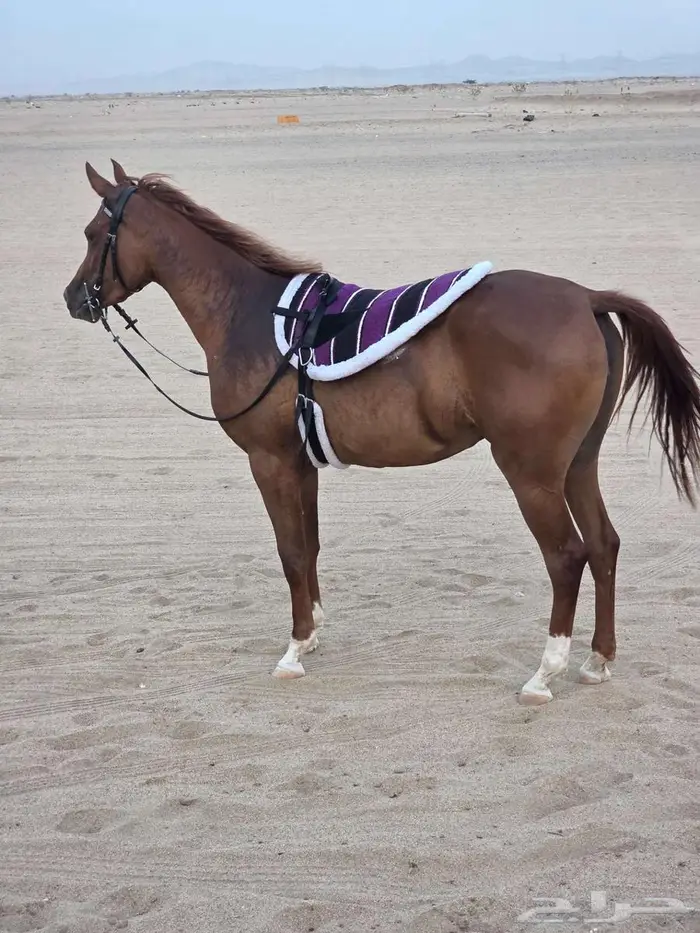 لبادات ركوب خيل جديدة 7