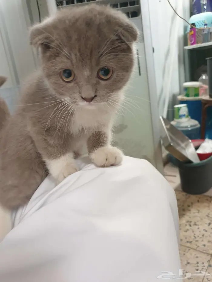 للبيع قطط كتن سكوتش فولد دبل فولد 4