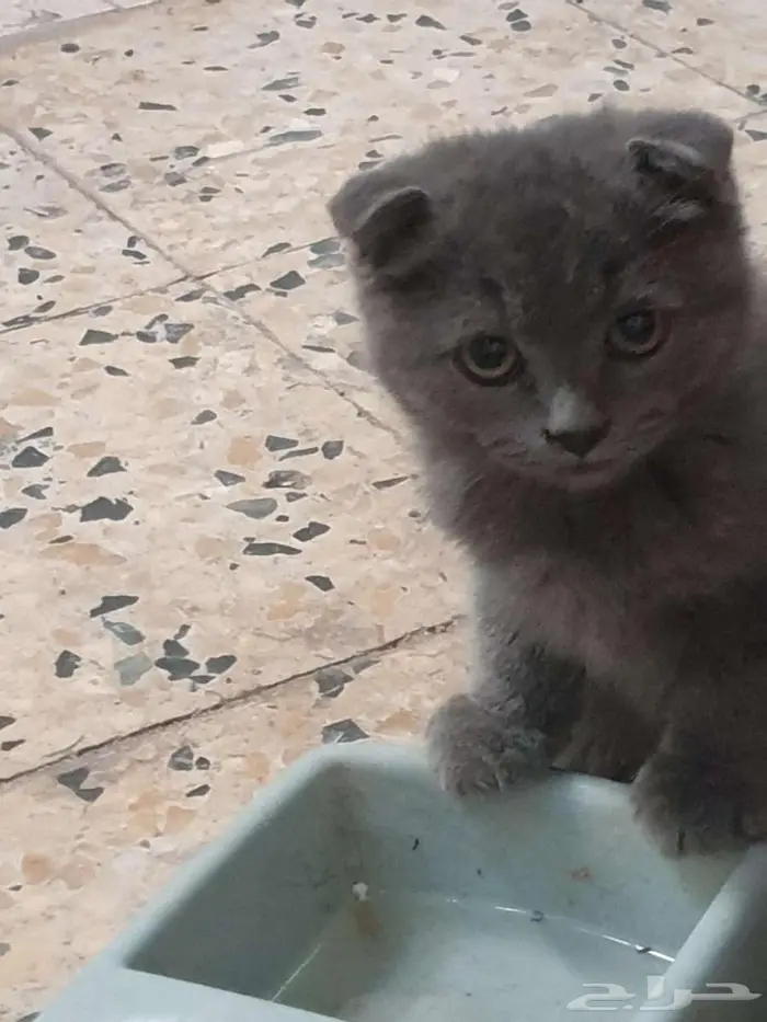 للبيع قطط كتن سكوتش فولد دبل فولد 3