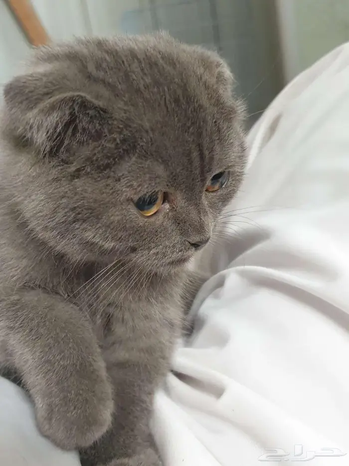 للبيع قطط كتن سكوتش فولد دبل فولد 5