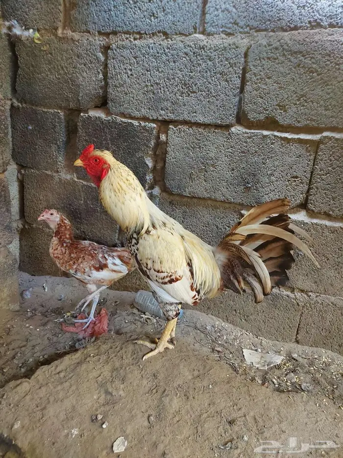 بط بلدي و دجاج فارسي و دجاج وبلدي 0