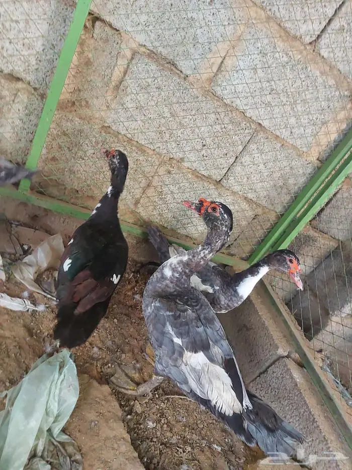 بط بلدي و دجاج فارسي و دجاج وبلدي 4