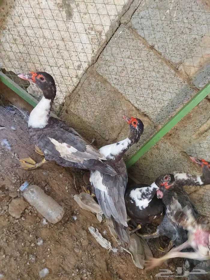 بط بلدي و دجاج فارسي و دجاج وبلدي 5