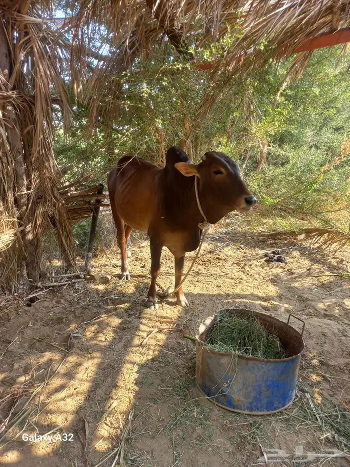 للبيع ثور فحل السن يبدا يكسر ثني 0