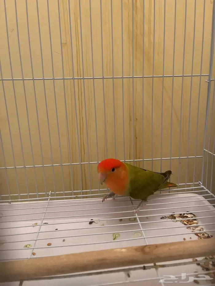 ببغا روز نادر 0