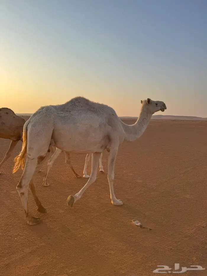 ناقه ضروبه مبيوع ولدها 2