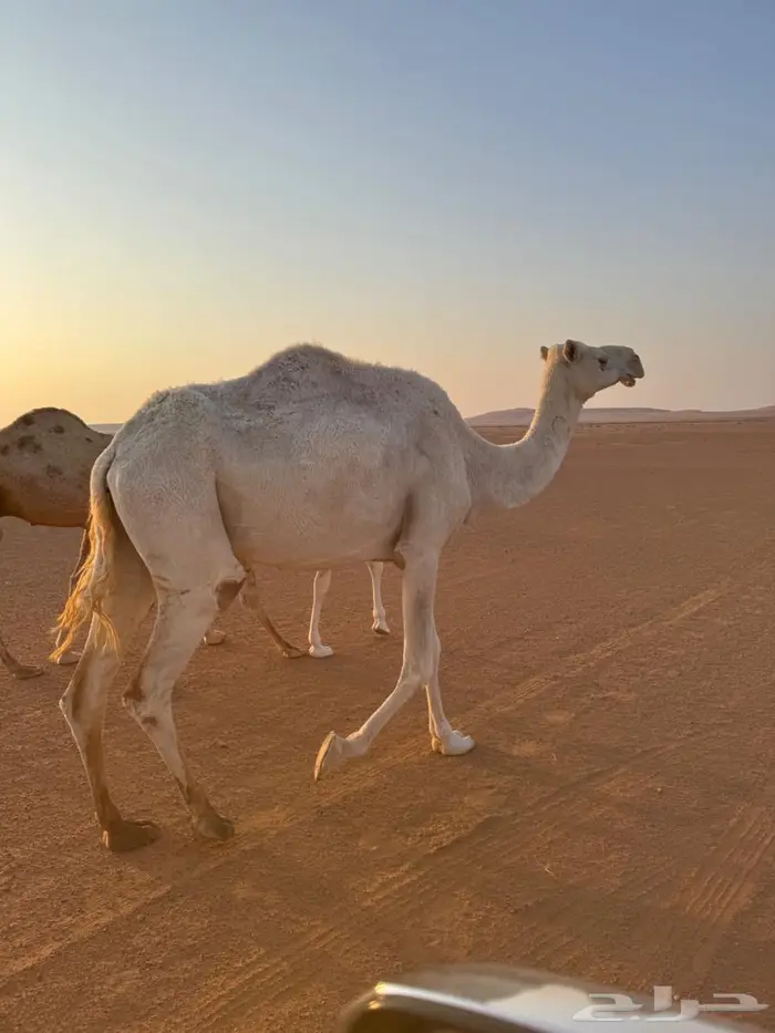 ناقه ضروبه مبيوع ولدها 0