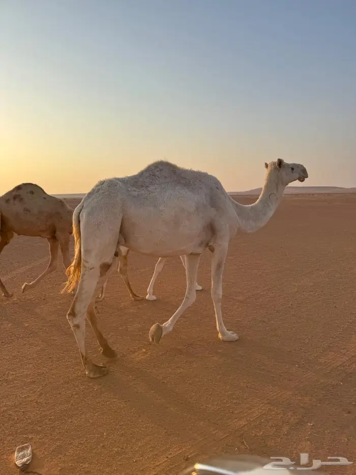 ناقه ضروبه مبيوع ولدها 1