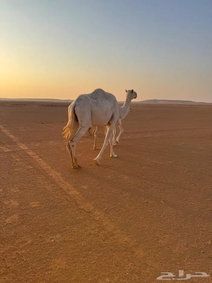 ناقه ضروبه مبيوع ولدها 3