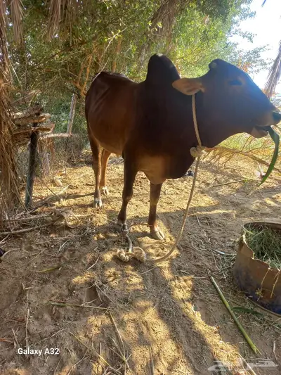 للبيع ثور فحل السن يبدا يكسر ثني index