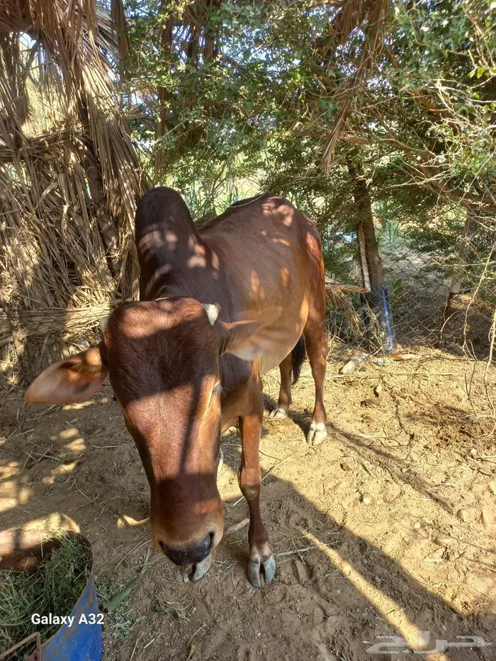 للبيع ثور فحل السن يبدا يكسر ثني 2