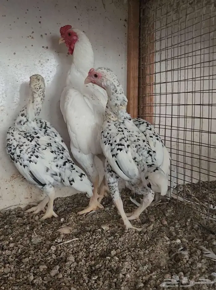 طقم كوشامو ألماني منتج 4