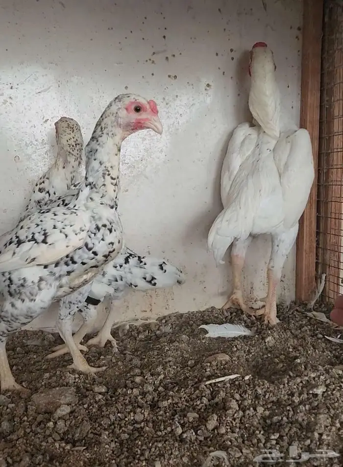 طقم كوشامو ألماني منتج 2