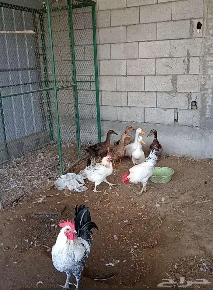 للبيع دياك ودجاج وبط وحمام متنوع 0