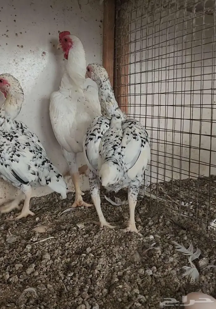 طقم كوشامو ألماني منتج 3