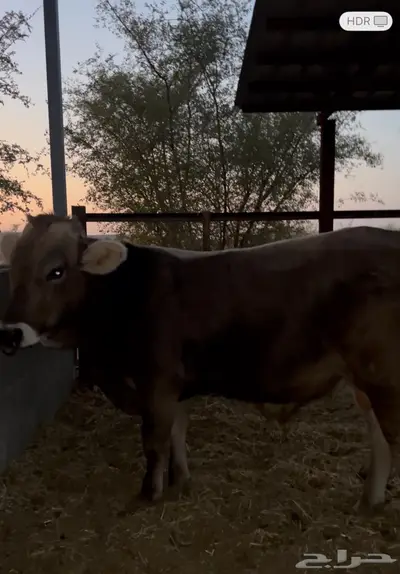 فحل براون فاخر من سلالة معروفة العمر سنتين index