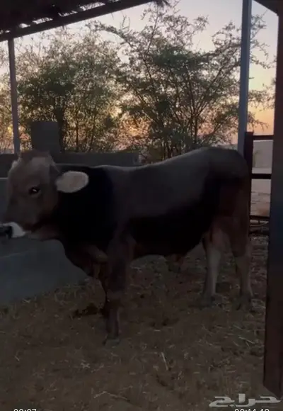 فحل براون فاخر من سلالة معروفة العمر سنتين index