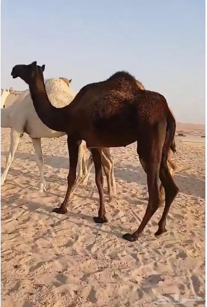 بكار مجاهيم 1