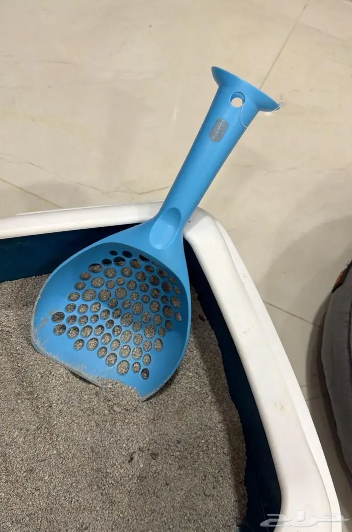 للتبني قط عمر 3 شهور مطعم بكامل اغراضه 3