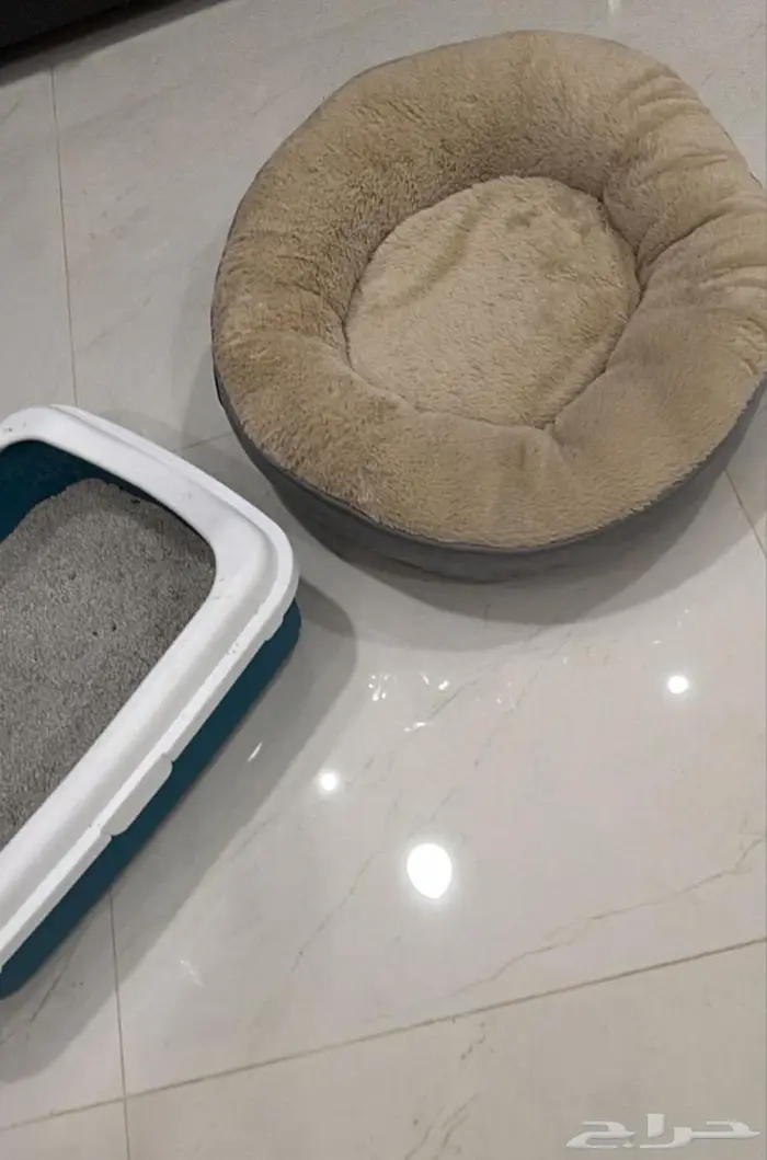 للتبني قط عمر 3 شهور مطعم بكامل اغراضه 4