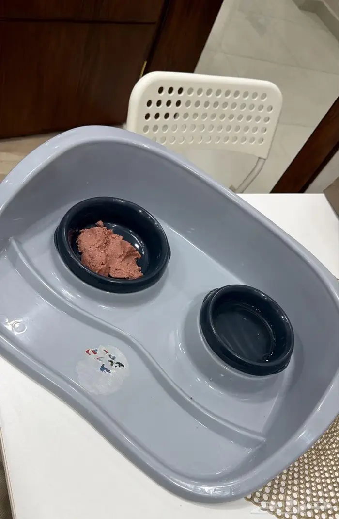 للتبني قط عمر 3 شهور مطعم بكامل اغراضه 2