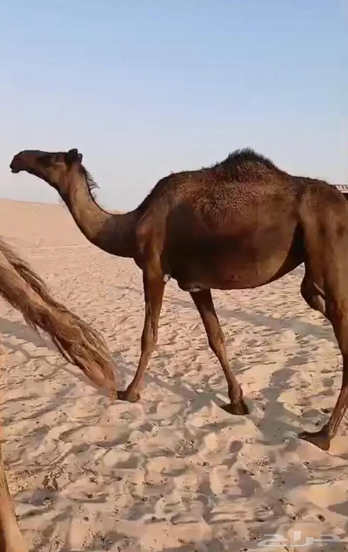 بكار مجاهيم 0