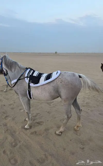 لبادات ركوب خيل جديدة index