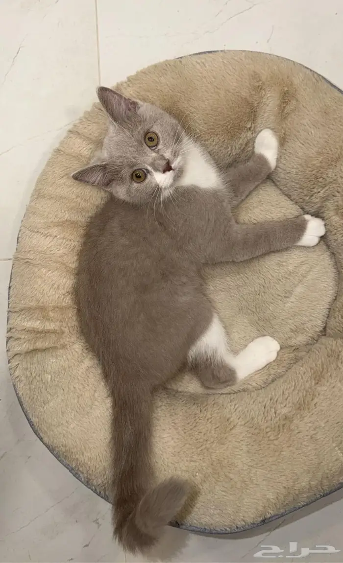 للتبني قط عمر 3 شهور مطعم بكامل اغراضه 6