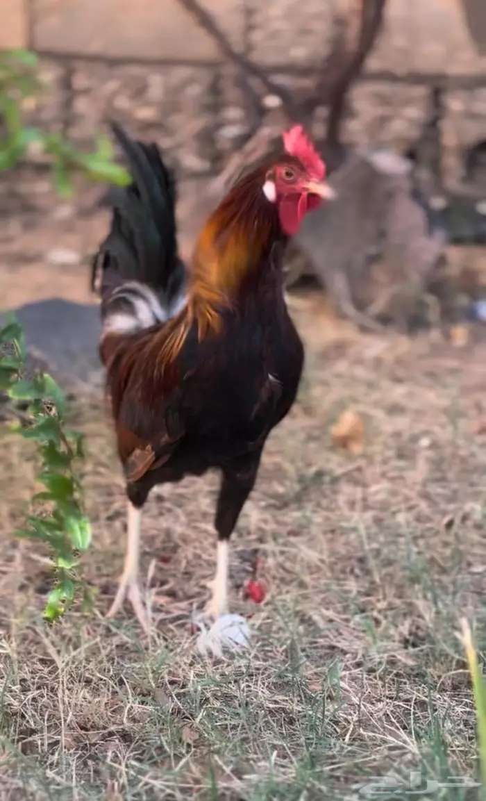 اللبيع ديك عربي سيافي 0