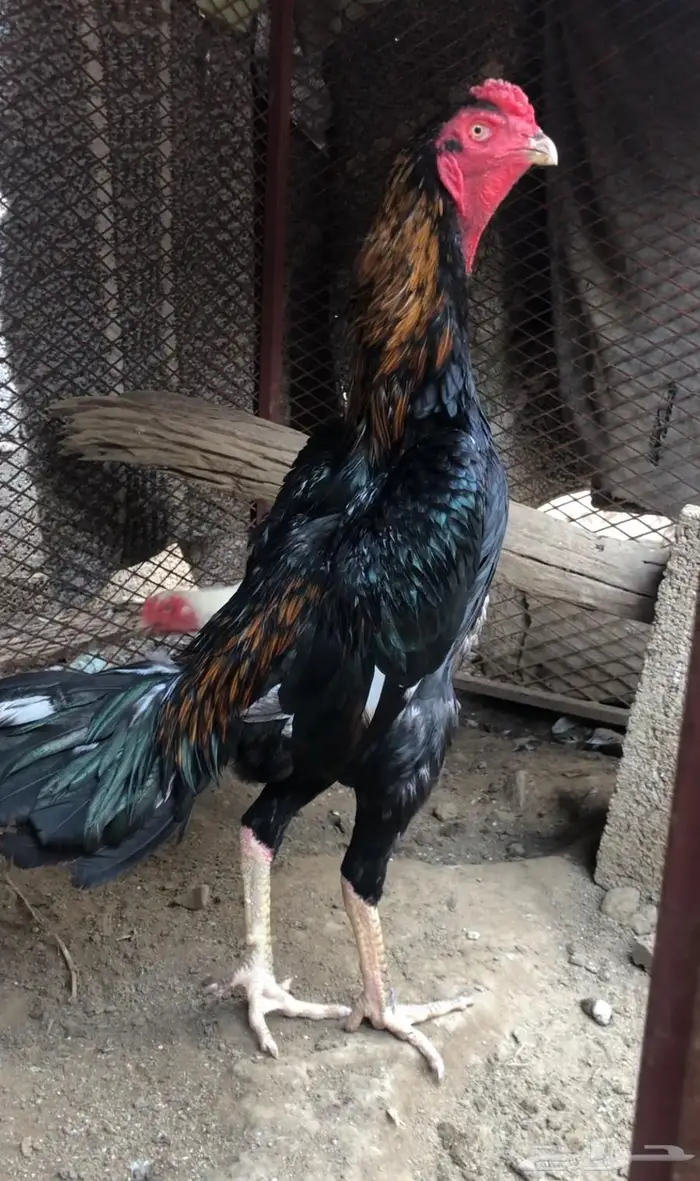 ديك شامو للبيع 0