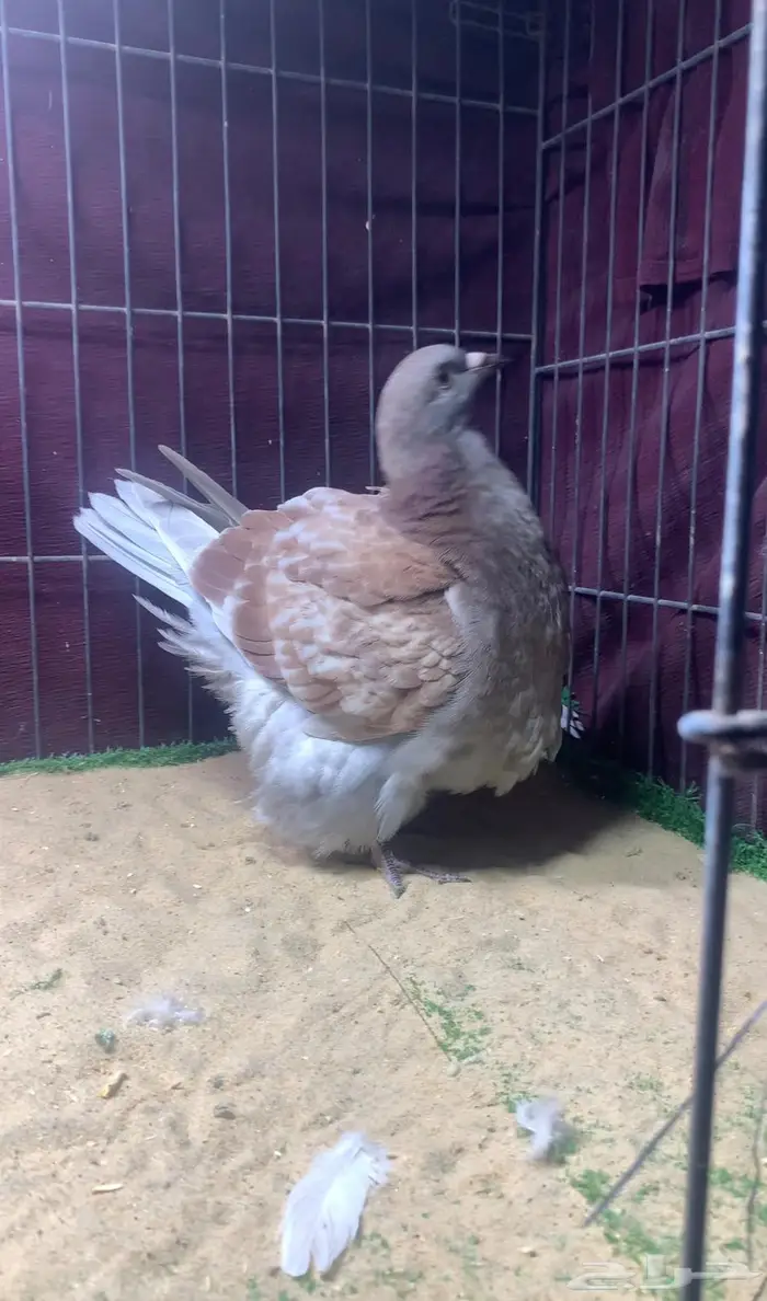 3 حبات فرش حوامل رديوس 3