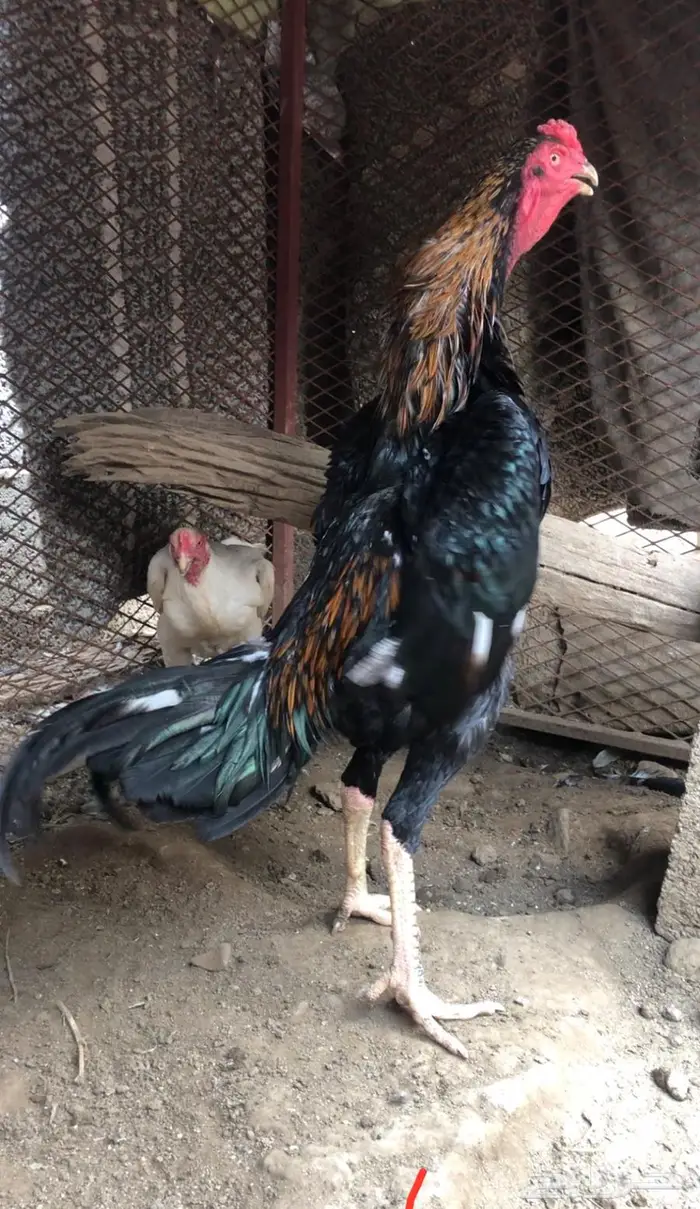 ديك شامو للبيع 1