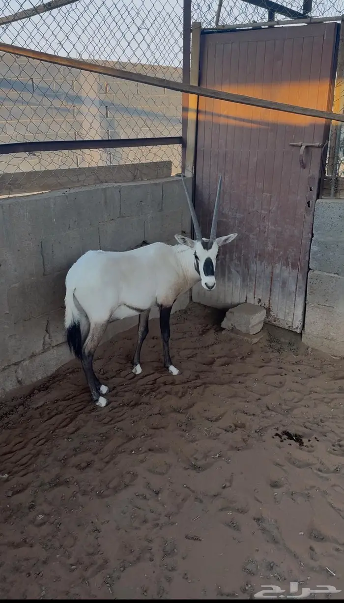 ذكر مها عربي 0