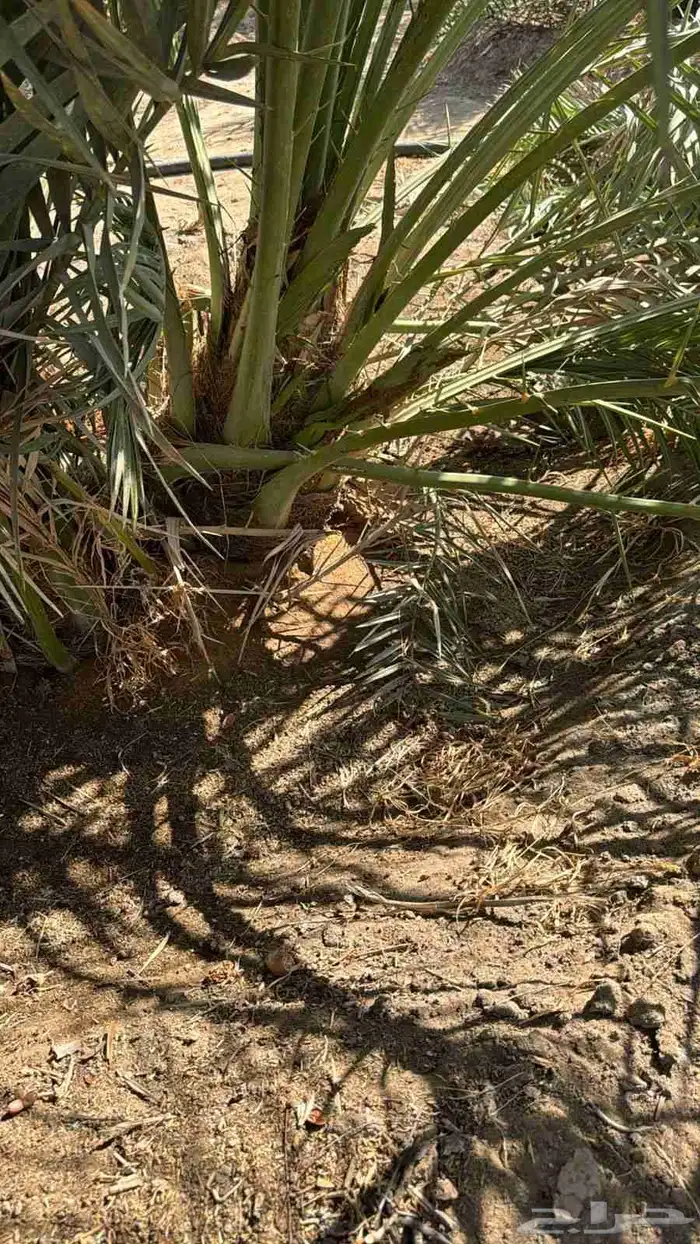 نخل للبيع القصيم 2