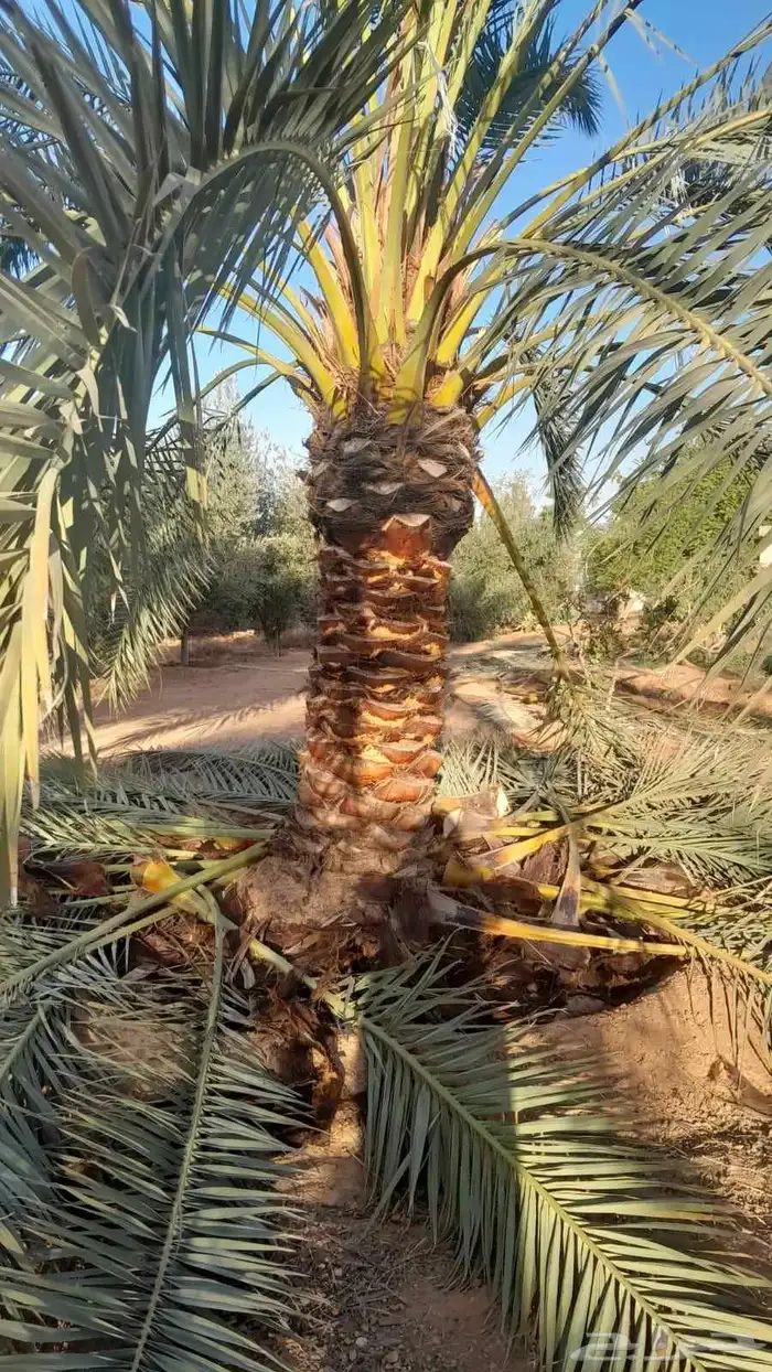 فسايل ونخيل كبير ونقابل بجميع انواعها ومقاساته 1