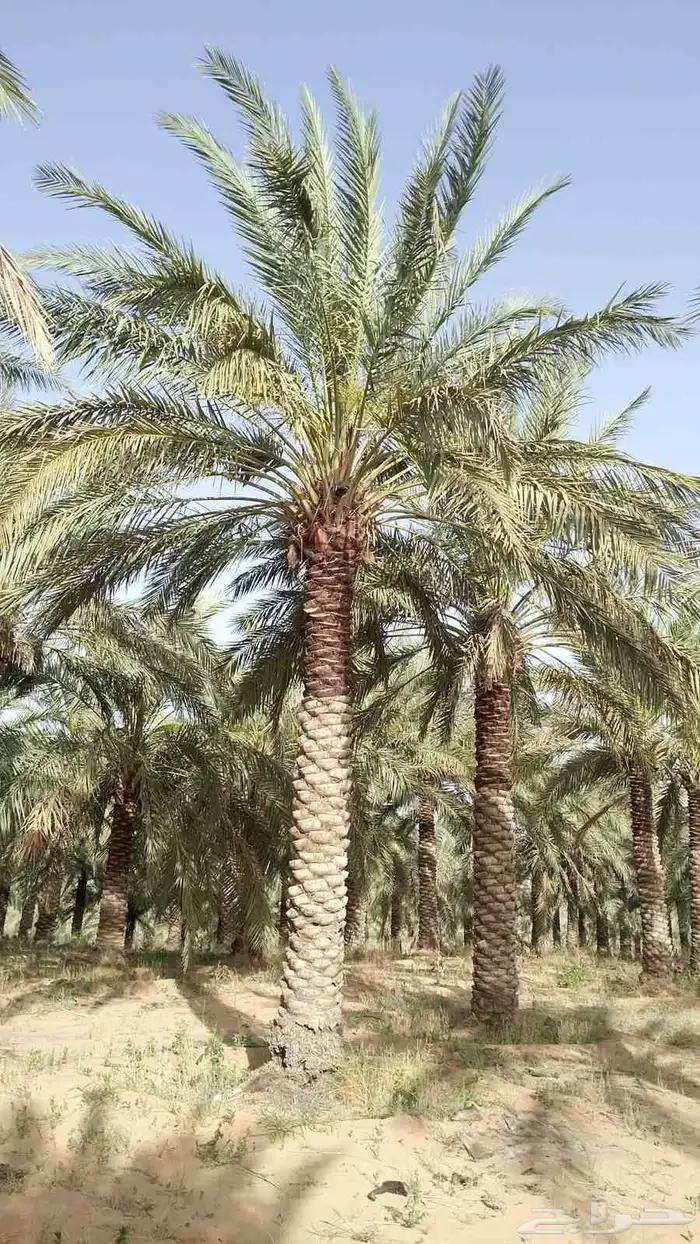 فسايل جثايث نقايل نخيل 1