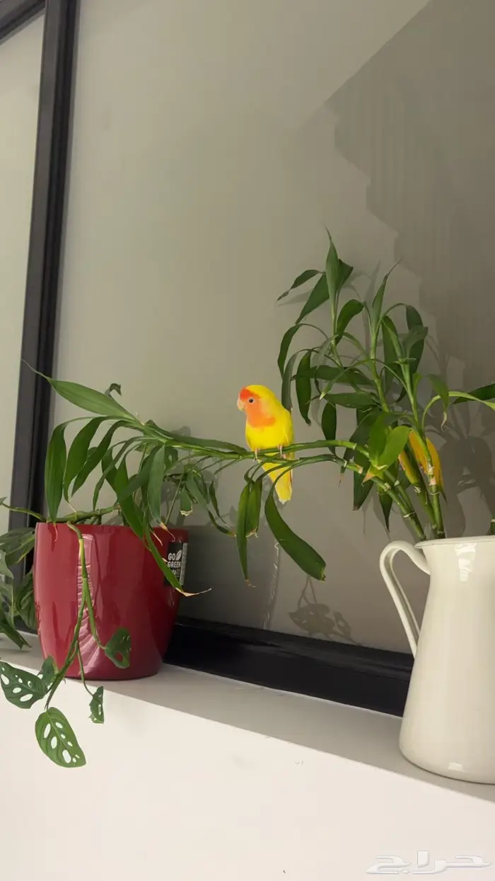 روز مفقود اليوم 0